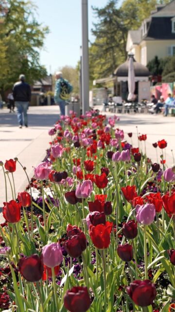🌸🌿 Zu Besuch bei der Landesgartenschau in Bad Nenndorf 🌿🌸 

Eine kleine Delegation der Stadt Duderstadt rund um Bürgermeister Thorsten Feike war bei der feierlichen Eröffnung der Landesgartenschau in Bad Nenndorf dabei. Und: Wir waren begeistert! 🙌 

✨ Eine grandiose Eröffnungsveranstaltung
☀️ Bestes Frühlingswetter
🌷 Ein fantastisches Gelände mit vielen liebevoll gestalteten Details und überraschenden Highlights 

Herzlichen Glückwunsch an die @laga_badnenndorf zu diesem gelungenen Start! Die Landesgartenschau in Bad Nenndorf ist auf jeden Fall eine Reise wert und läuft noch bis zum 18. Oktober 2026. 

Unser Tipp: Nutzt die Gelegenheit für einen Besuch und lasst Euch inspirieren! 🌼 

#LAGA #Landesgartenschau #BadNenndorf #Duderstadt #Vorfreude2030